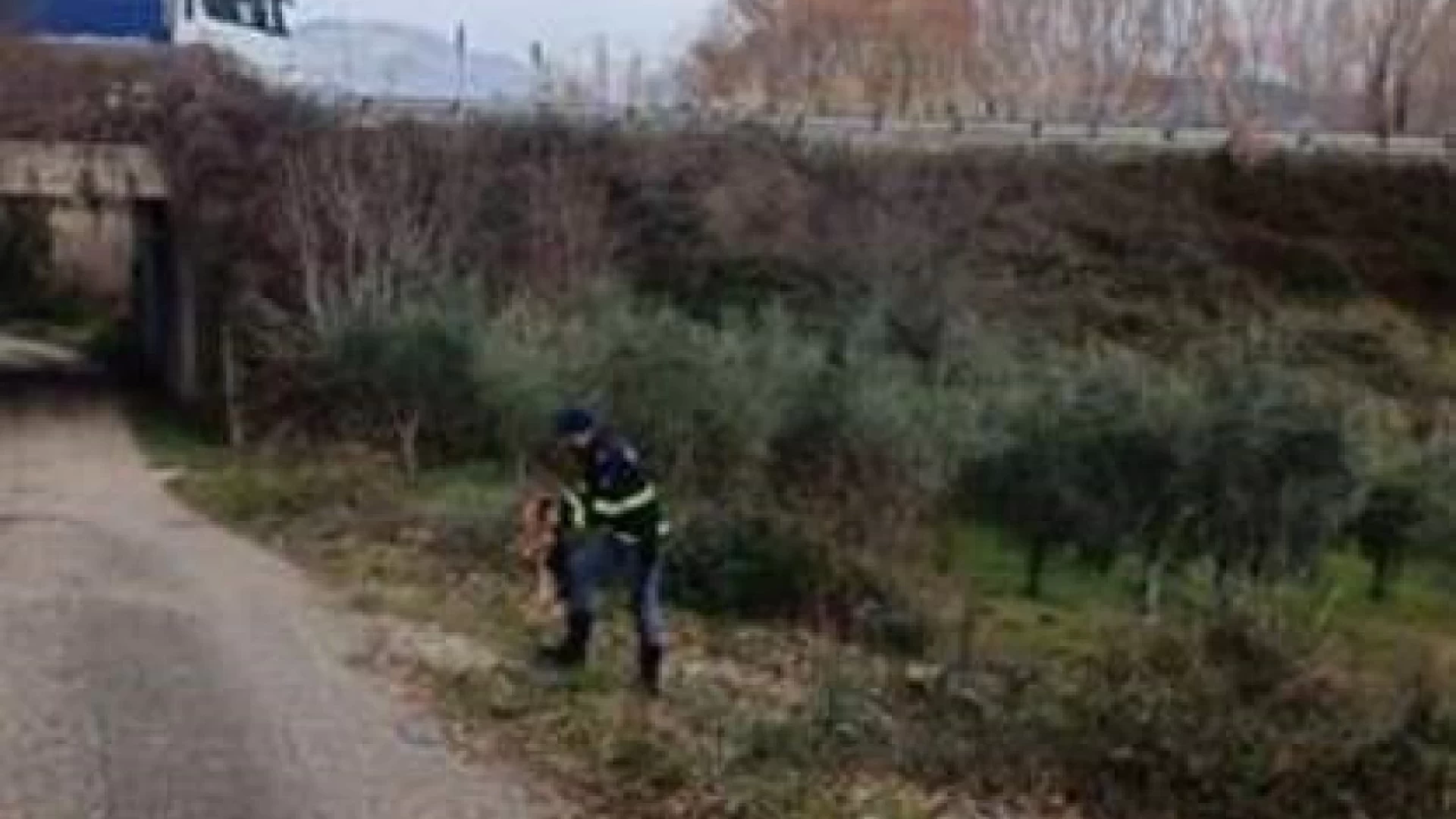 Montaquila: la Polizia Stradale mette in salvo tre cuccioli abbandonati.